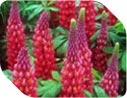 Hardy perennials
