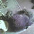 King the cat