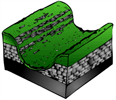 scars formation