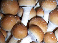 Cogumelos