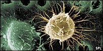 stemcell_spl203100.jpg