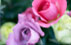  roses