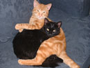 Cats