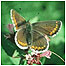 Butterfly c/o Natural England and Peter Wakely