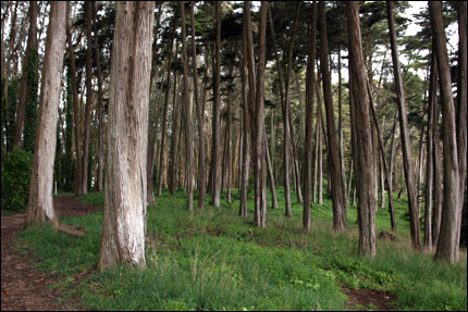 Árboles