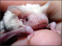 Bat