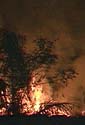 Burning Amazon forest