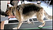 Cães foram filmados e analisados enquanto caminhavam em esteira (imagens: Martin Gross, Universidade de Jena)