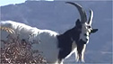 Goat