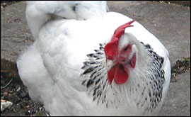 Matilda Hen