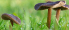 Fungi