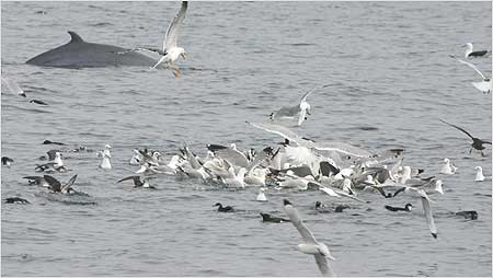 Minke Whale c/o Hebridean Whale and Dolphin Trust