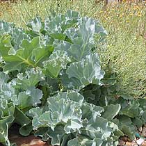 Crambe maritima