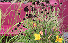 Centrepoint garden
