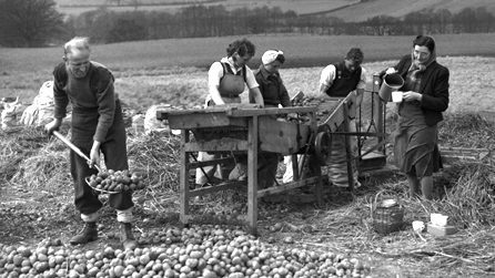 Farm labours