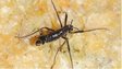 Wingless adult male of the midge Belgica antarctica