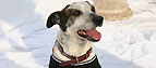 Simon the dog
