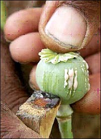 کوکنار