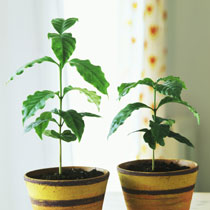 Coffea arabica