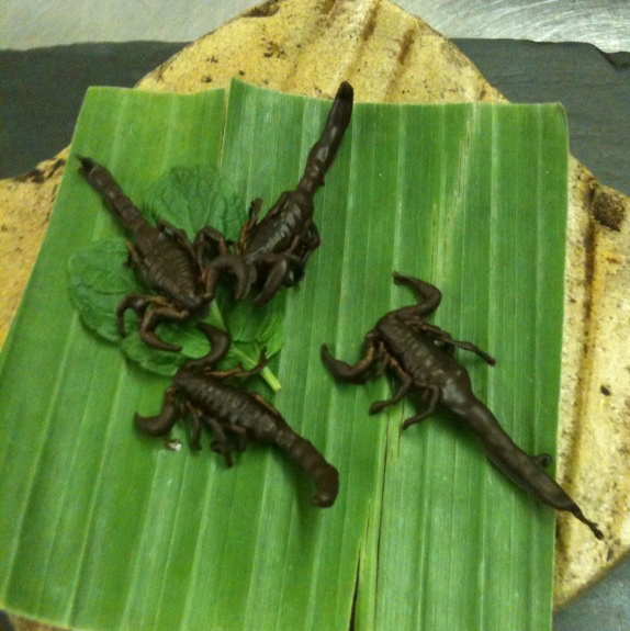 scorpions.jpg