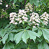 Aesculus hippocastanum