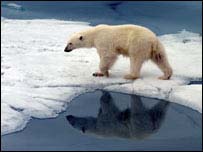 ursul polar
