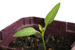 Seedling