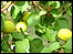 Apricots