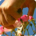 Deadheading rose