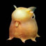 Polvo Dumbo