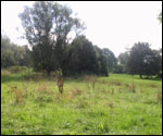 Sopwell meadows
