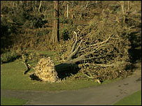 Felled tree