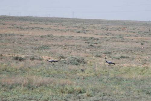 steppe.jpg