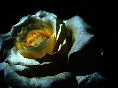 Sparkling Petals