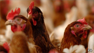Chickens
