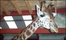 Giraffe