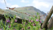 Mountain Lane flowers