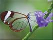 Foto: ImageBroker/FLPA /Extreme Insects/HarperCollins