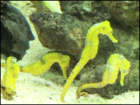 Seahorses