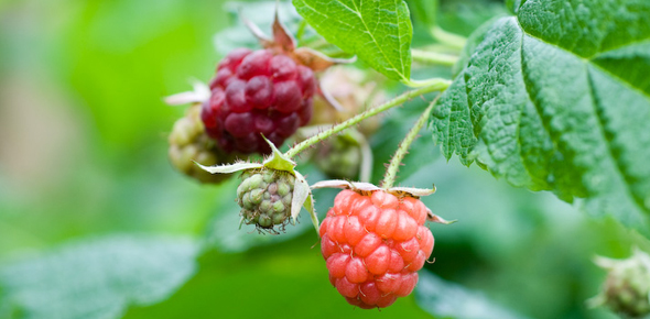 Raspberry