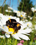 bee on flower