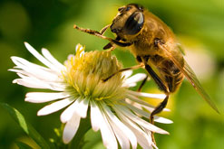 Honey Bee