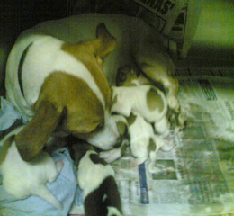 puppiesblog.jpg