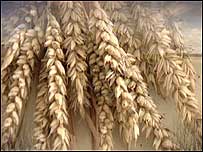 Wheat