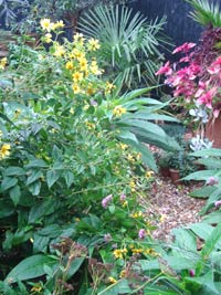 helianthus