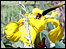 Yellow iris