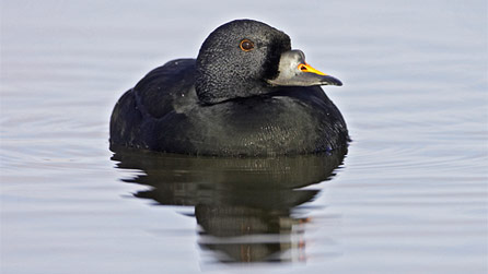scoter.jpg