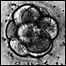 stem