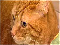 Large cat