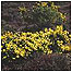 Studland moor c/o Peter Wakely and Natural England